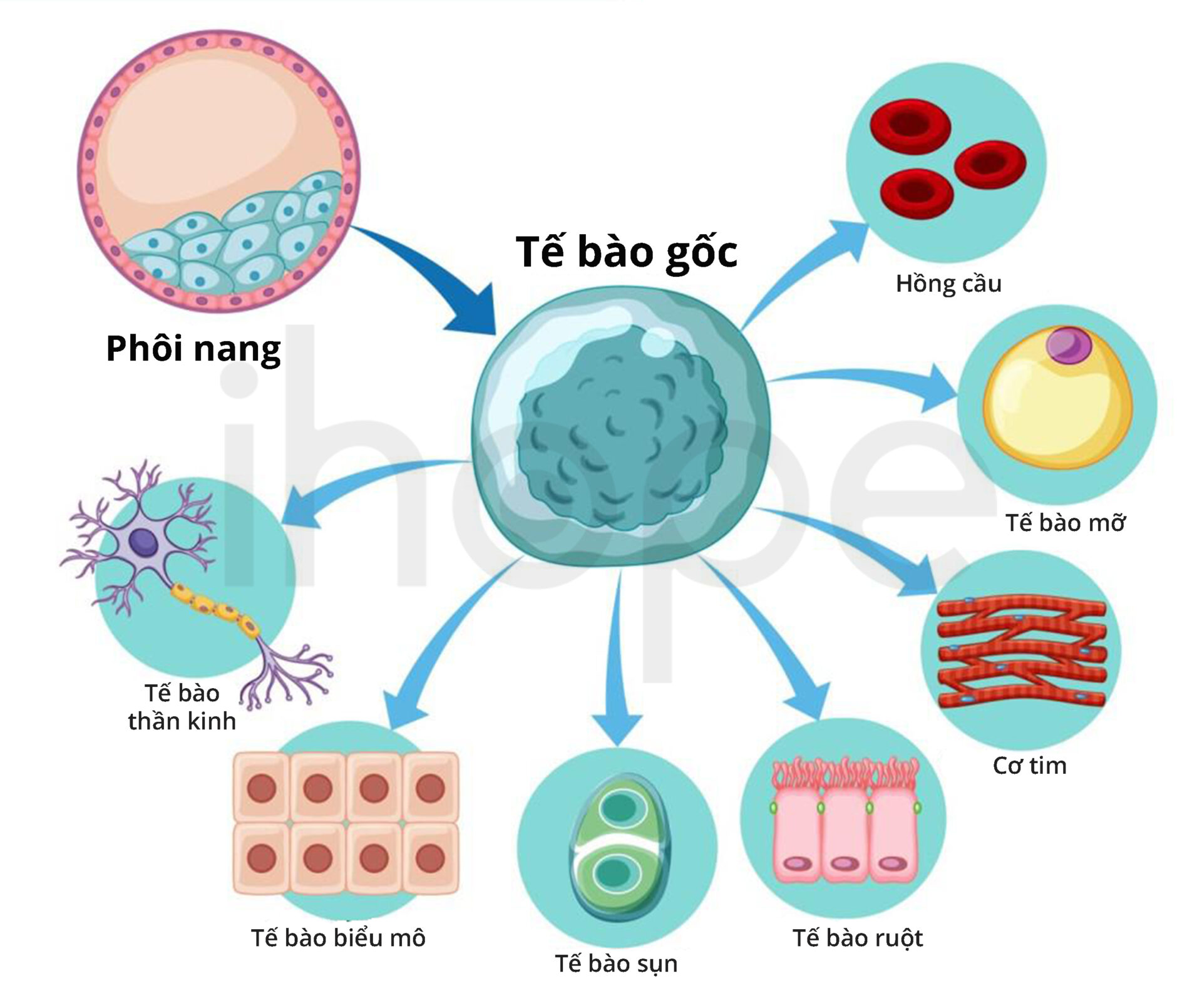 Tế bào gốc là gì? Công dụng của tế bào gốc trong y học hiện đại